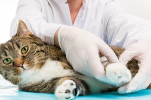Introdução à Patologia Veterinária