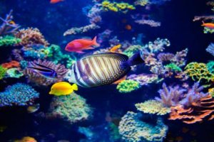 Introdução à Biologia Marinha